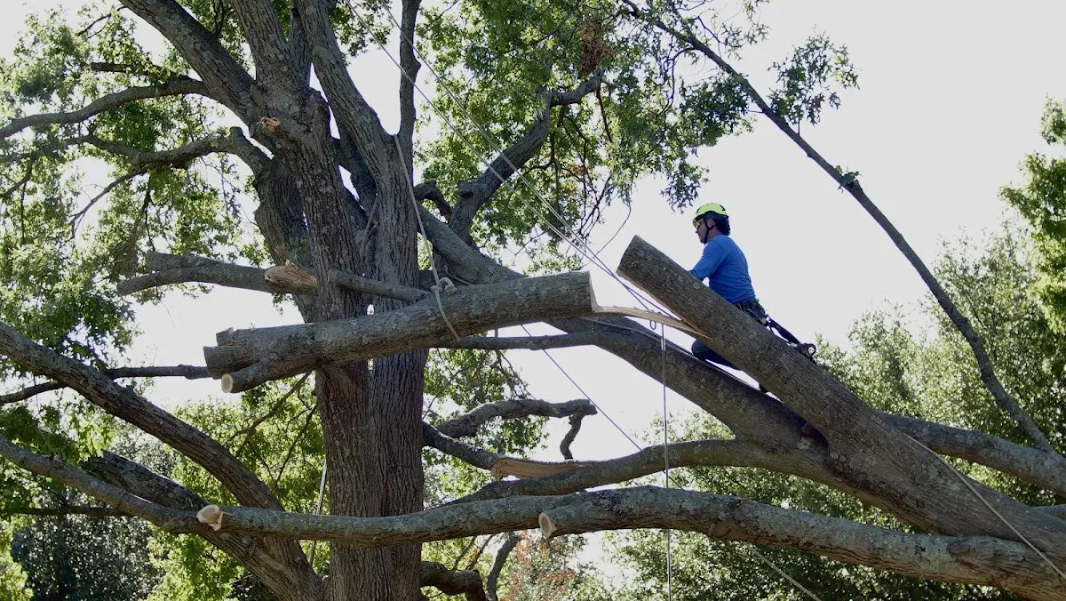 Professional Crown Thinning performed by certified arborists in Kansas City