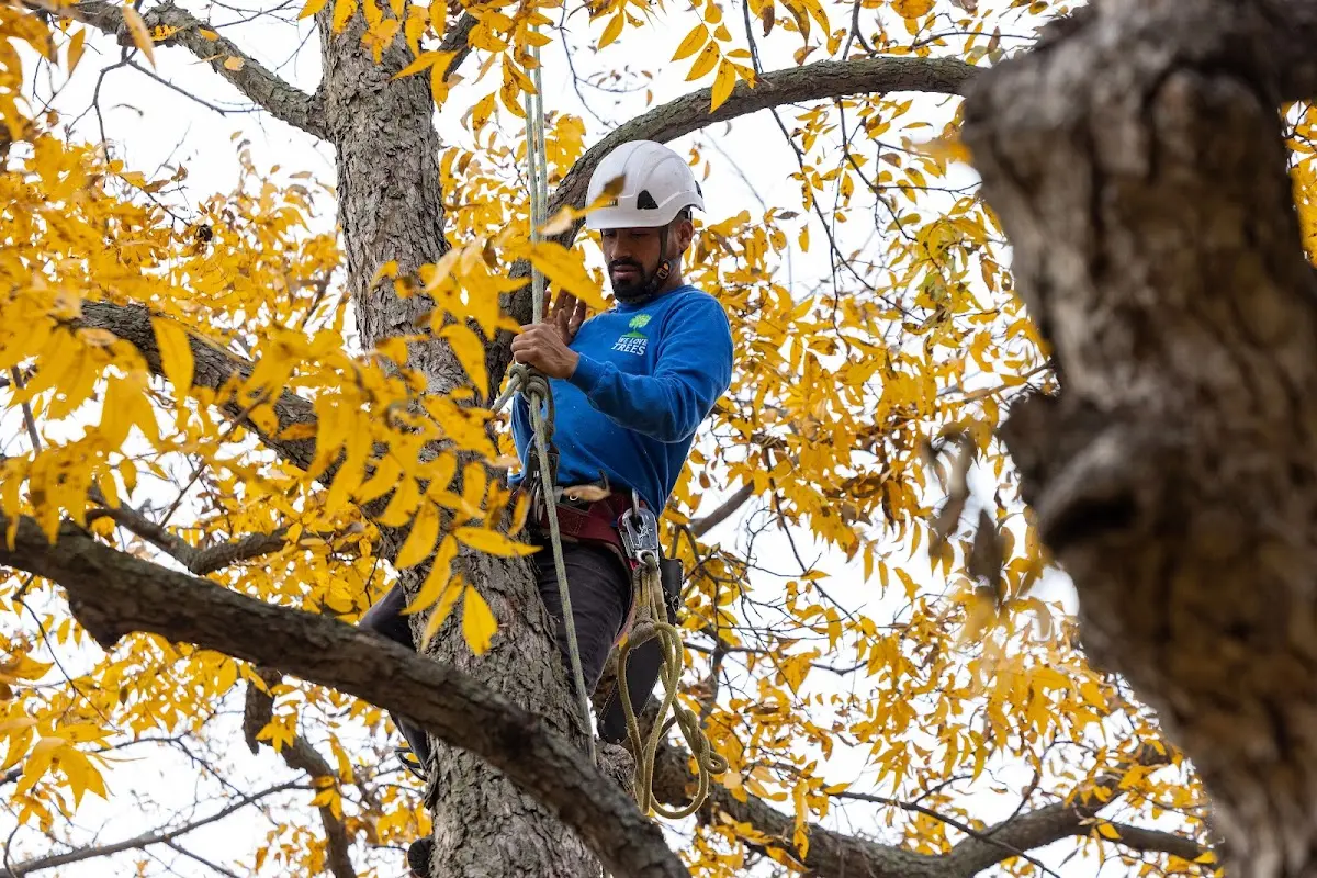 Skilled Tree Pruning crew working in Kansas City
