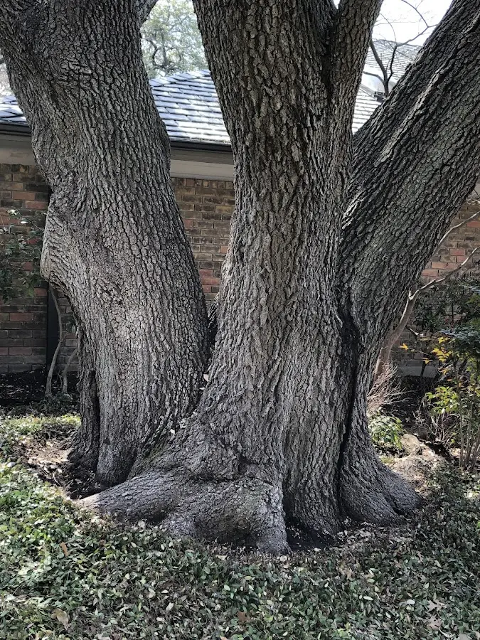 Mature heritage tree close to a Kansas City property cared for by certified arborists
